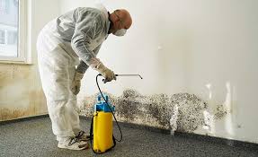 Best Environmental Consulting for Mold Prevention in USA