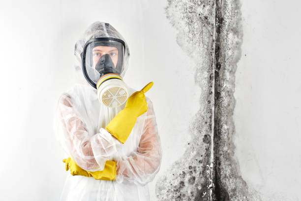 Best Industrial Mold Remediation in USA